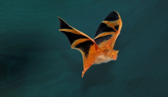 Pained-Bat-Southeast-Asia-Kerivoula-picta-flying.jpg.838x0_q80